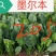 墨尔本墨西科墨地趴精品菠菜种子夏秋冬种植