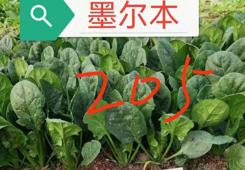 墨尔本墨西科墨地趴精品菠菜种子夏秋冬种植