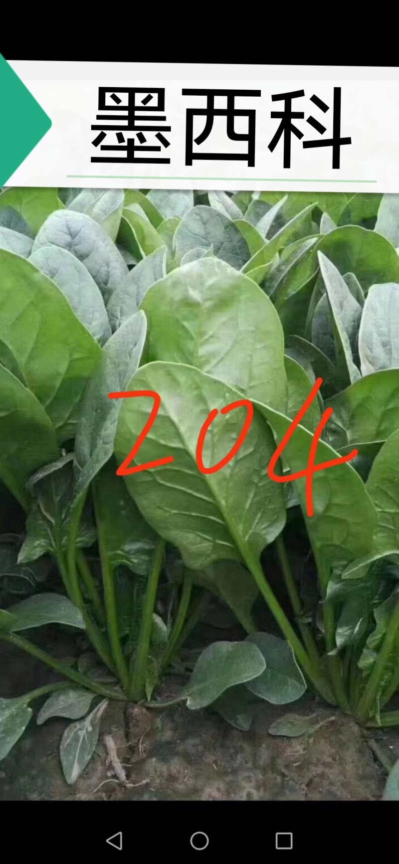 墨尔本墨西科墨地趴精品菠菜种子夏秋冬种植