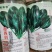 墨尔本墨西科墨地趴精品菠菜种子夏秋冬种植