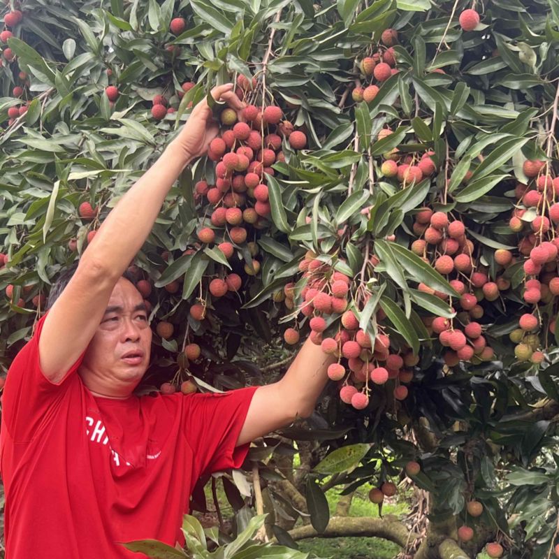 黑叶荔枝