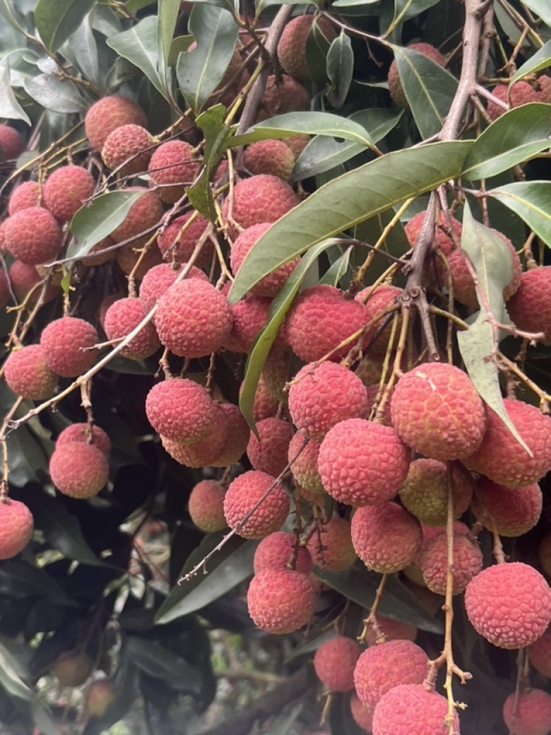 黑叶荔枝