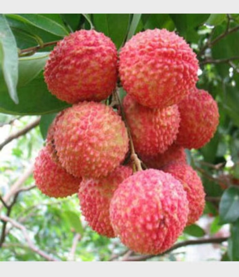 正宗高州木广垌桂味荔枝5斤/箱