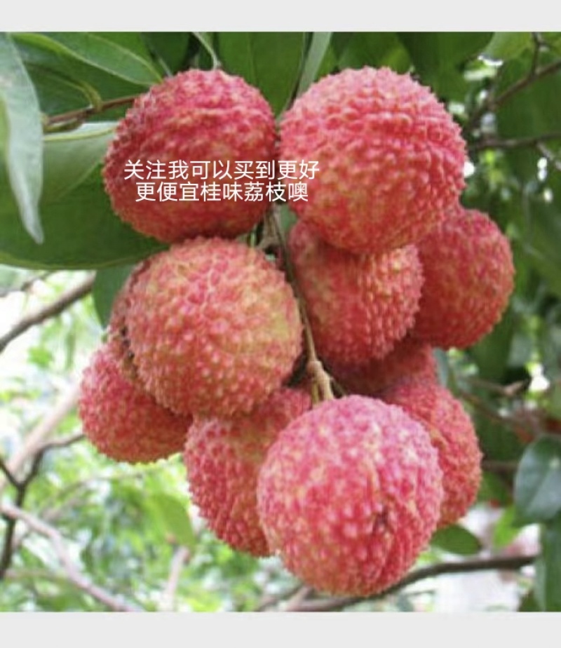 正宗高州木广垌桂味荔枝5斤/箱