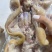 熟牛蹄筋带主筋副筋纯水煮无任何添加剂