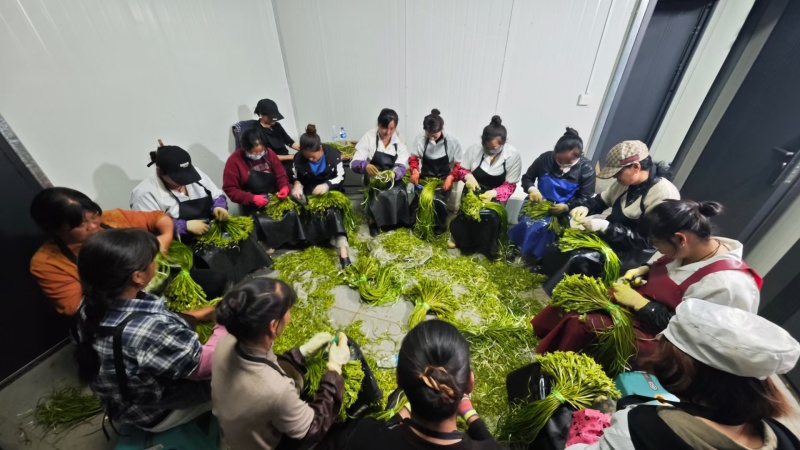 大理洱源海菜花、基地直发一手货源