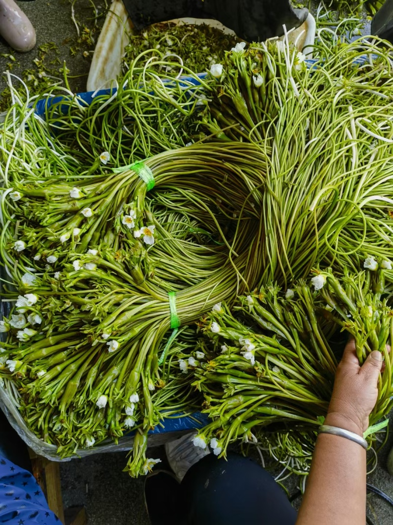 大理洱源海菜花、基地直发一手货源
