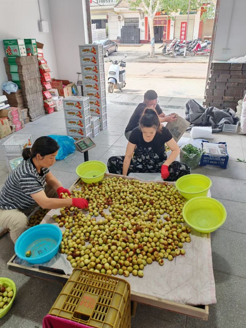 陕西冬枣支持一件代发，社区团购，对接各大水果市场