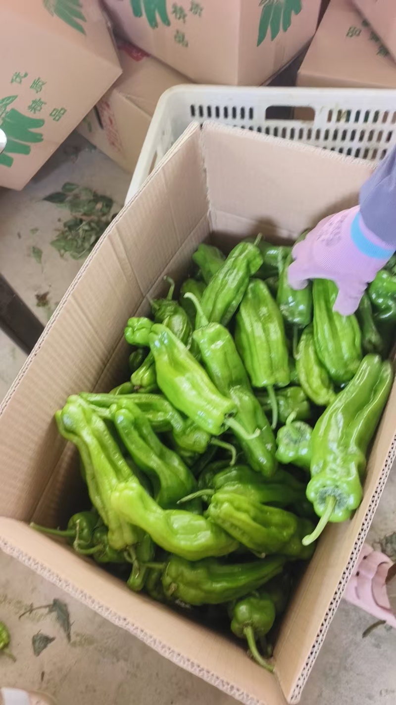 山东费县鲜辣椒，芜湖椒，资源充足，电商市超市大量供应