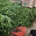 山东费县鲜辣椒，芜湖椒，资源充足，电商市超市大量供应
