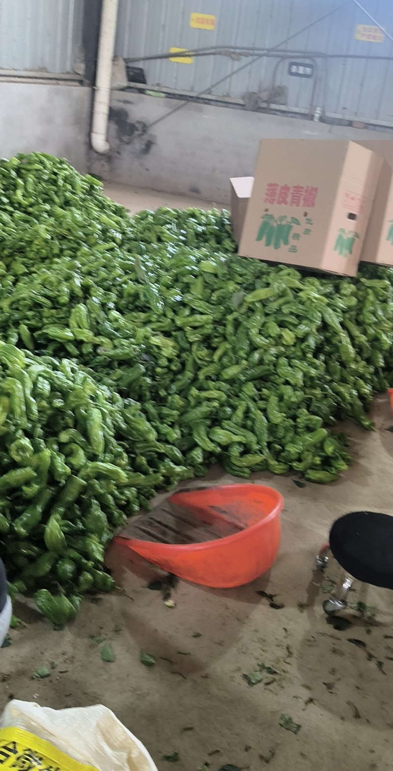 山东费县鲜辣椒，芜湖椒，资源充足，电商市超市大量供应