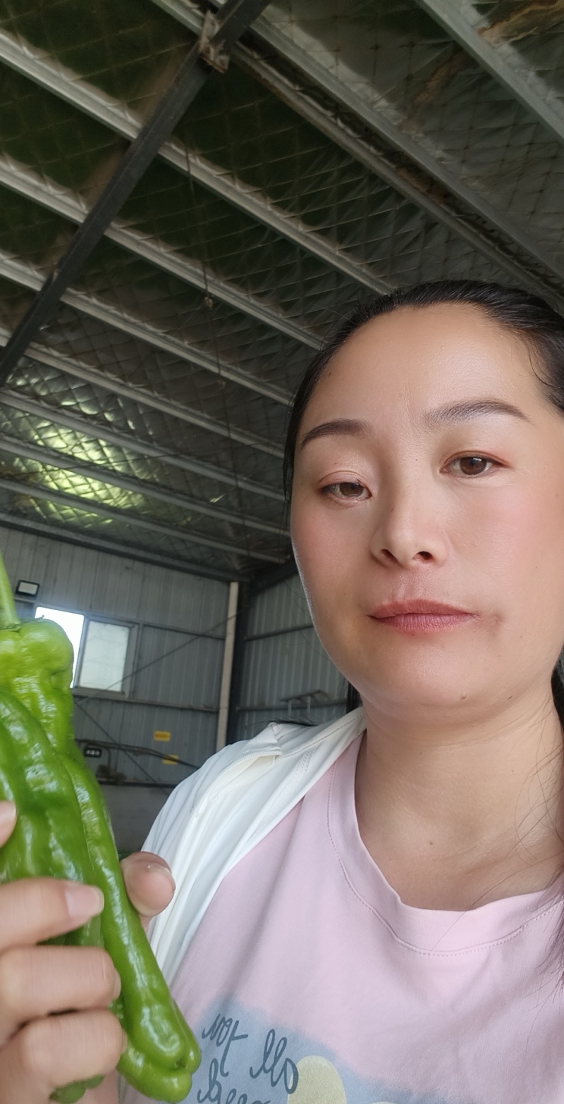 山东费县鲜辣椒，芜湖椒，资源充足，电商市超市大量供应