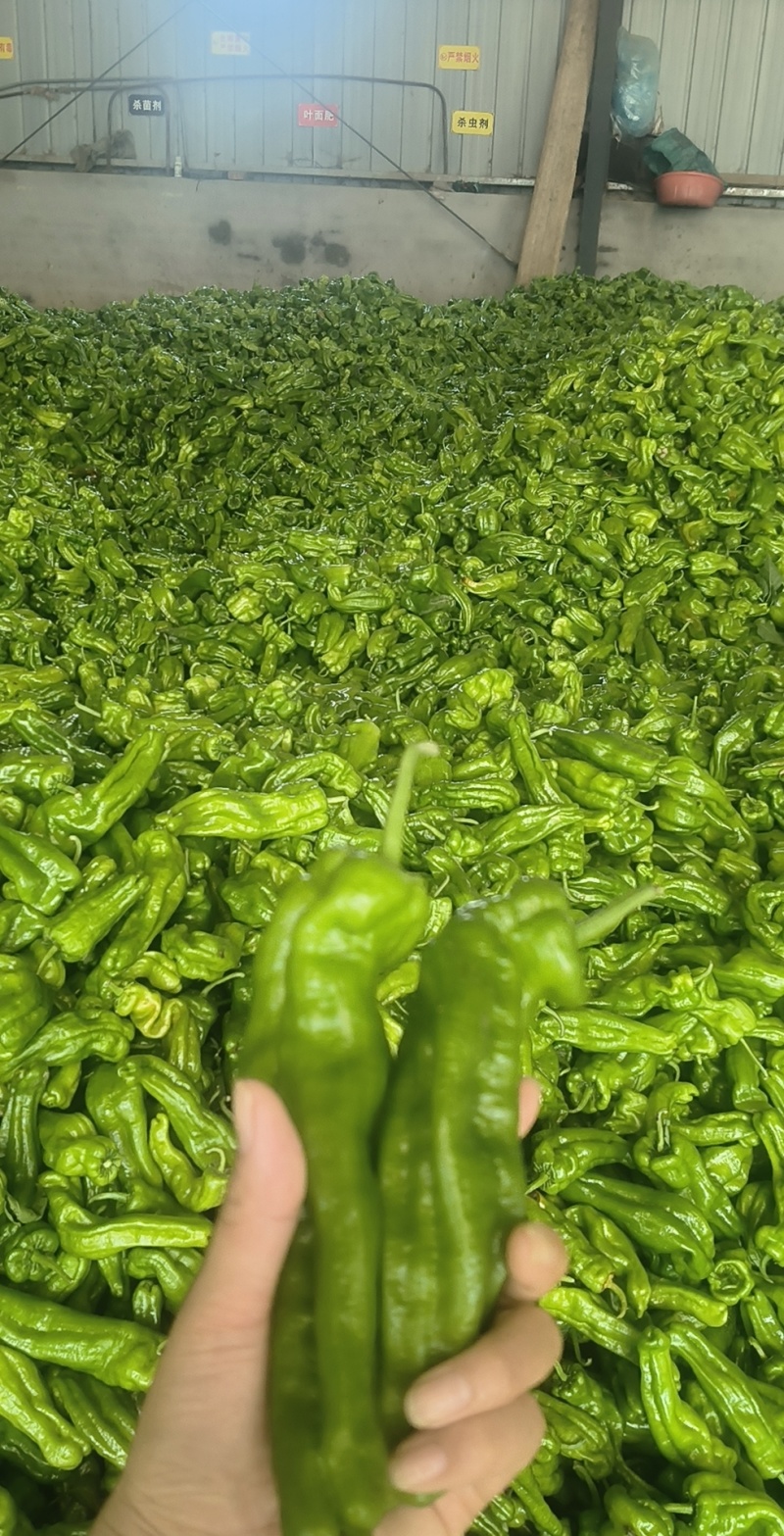 山东费县鲜辣椒，芜湖椒，资源充足，电商市超市大量供应