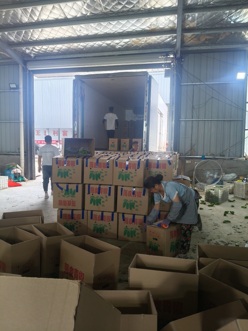 山东费县鲜辣椒，芜湖椒，资源充足，电商市超市大量供应