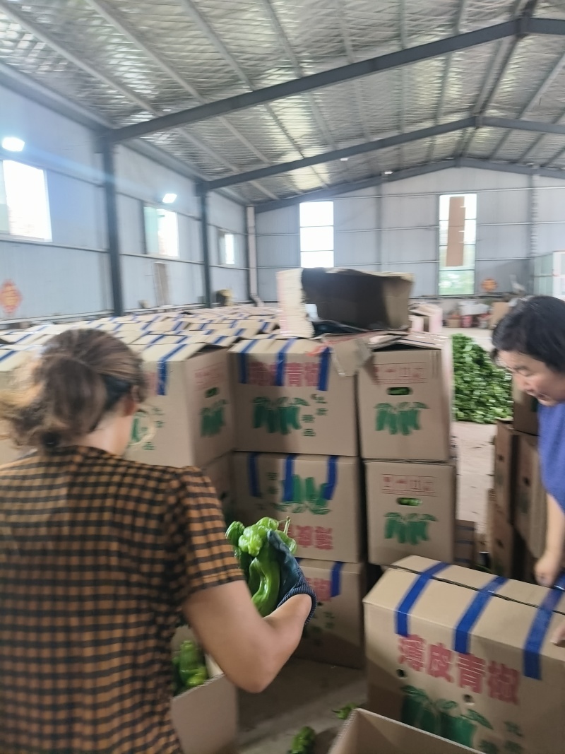 山东费县鲜辣椒，芜湖椒，资源充足，电商市超市大量供应