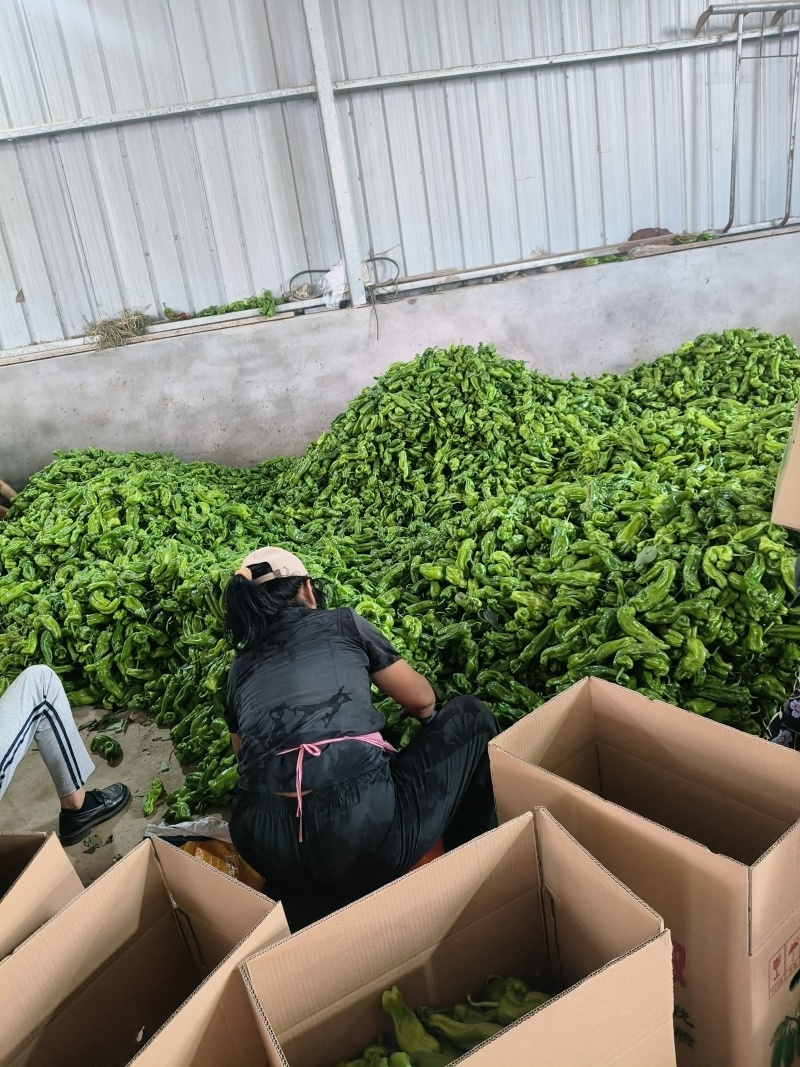 山东费县鲜辣椒，芜湖椒，资源充足，电商市超市大量供应