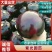 山东果蔬基地紫光圆茄子紫圆茄品质优等对接全国市场