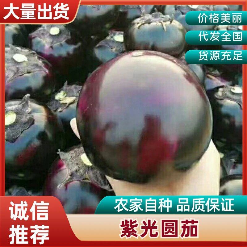山东果蔬基地紫光圆茄子紫圆茄品质优等对接全国市场
