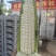 鲜玉米:万糯2000粘（对接电商、团购平台诚信代办）