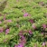 毛杜鹃，高度30-40厘米，各种规格，基地批发