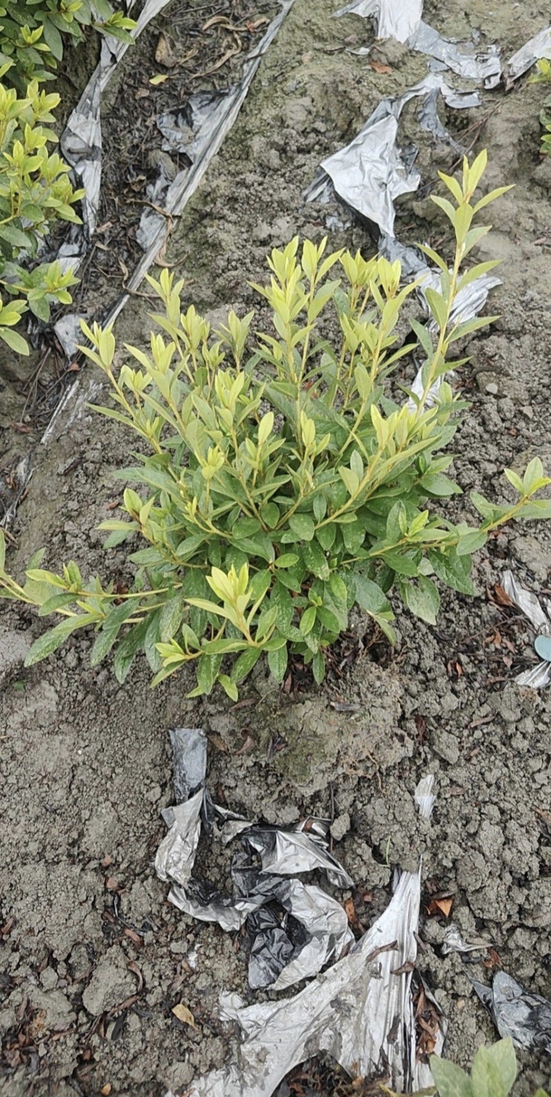 毛杜鹃，高度30-40厘米，各种规格，基地批发