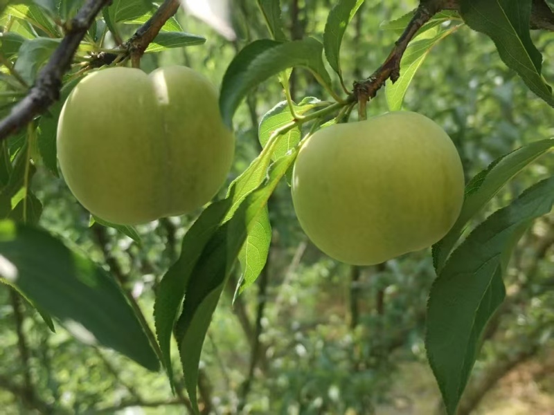 蜂糖李