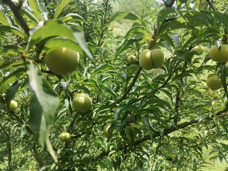 蜂糖李