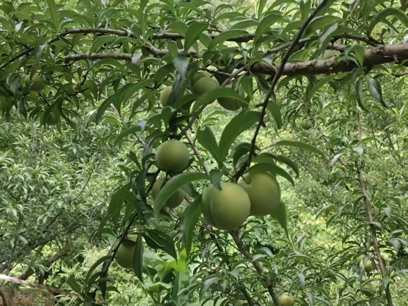 蜂糖李