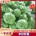 中甘甘蓝山东聊城方亩蔬菜基地甘蓝绿包菜大量上市