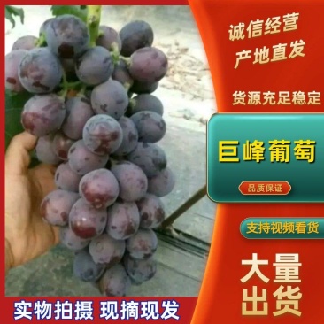 巨峰葡萄山东聊城万亩葡萄产地口感好品质优全国发货
