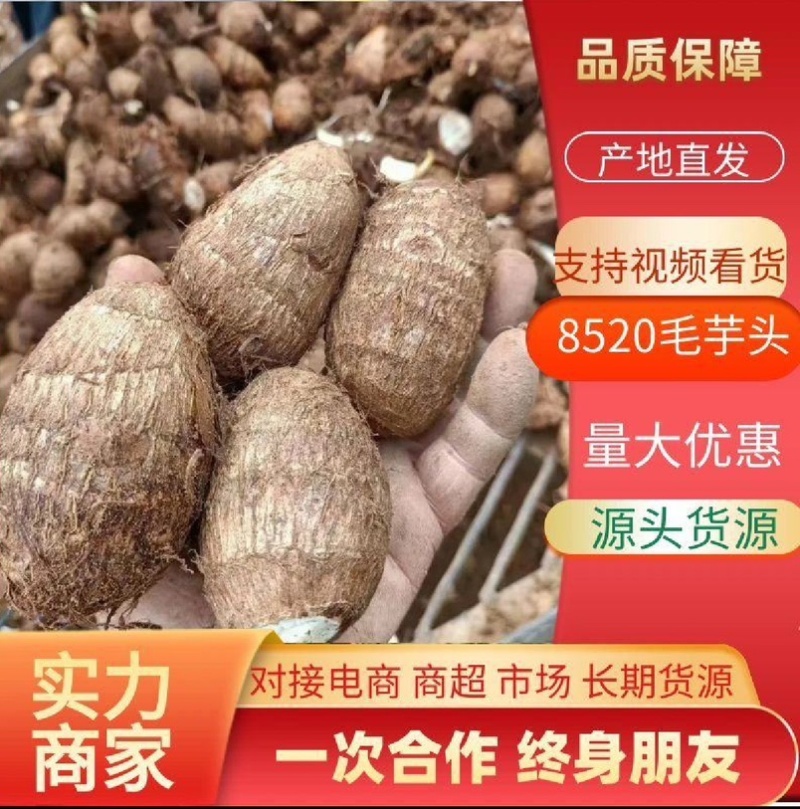 山东牛奶芋头8520，电商一件代发、商超、社区团购
