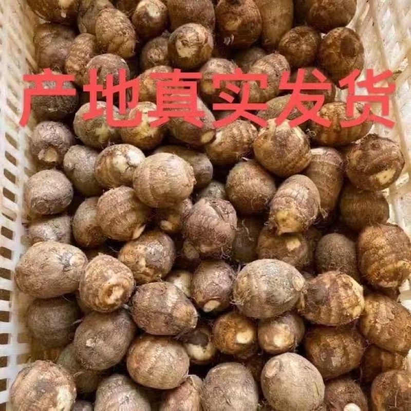 山东当地现挖现发牛奶芋头香糯爽口特色脱皮芋头批发