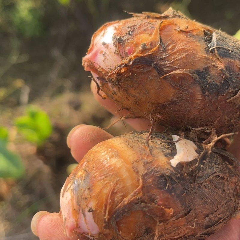 山东当地现挖现发牛奶芋头香糯爽口特色脱皮芋头批发