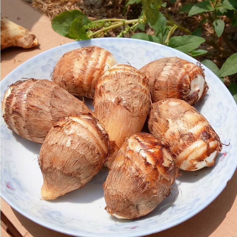 山东当地现挖现发牛奶芋头香糯爽口特色脱皮芋头批发