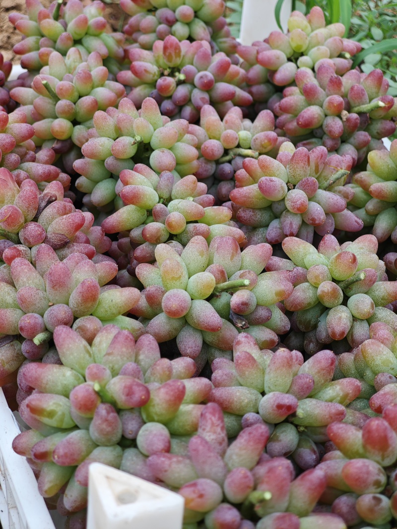 茉莉香葡萄大量上市葡萄基地品种多价格美丽
