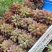 茉莉香葡萄大量上市葡萄基地品种多价格美丽