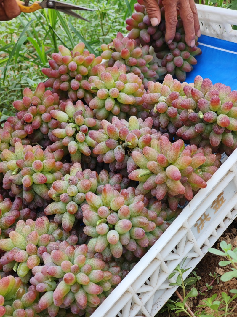 茉莉香葡萄大量上市葡萄基地品种多价格美丽