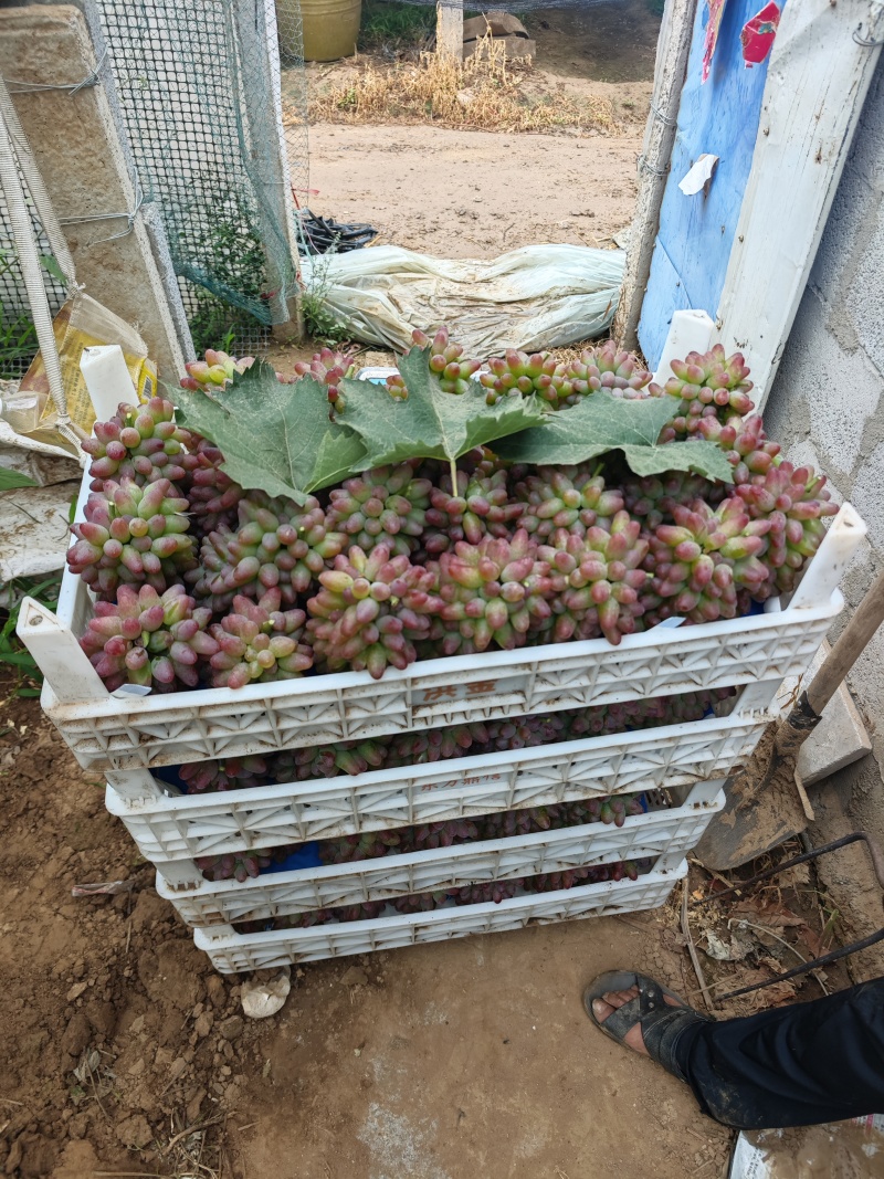 茉莉香葡萄大量上市葡萄基地品种多价格美丽