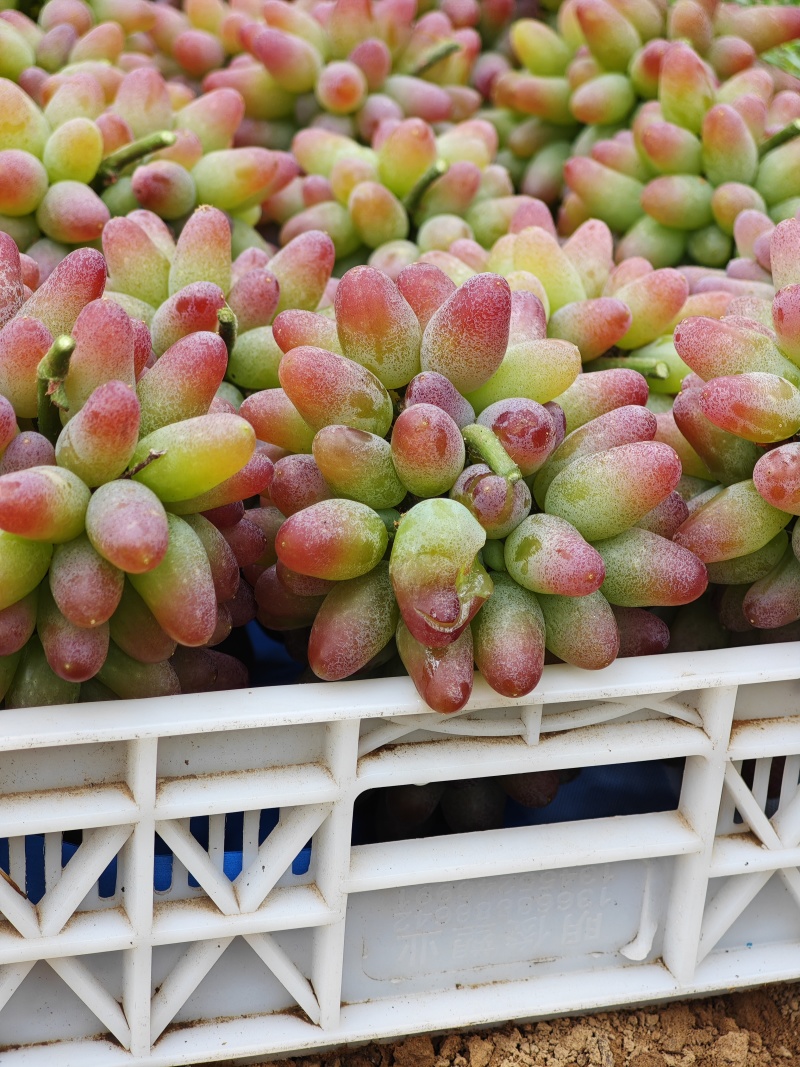 茉莉香葡萄大量上市葡萄基地品种多价格美丽