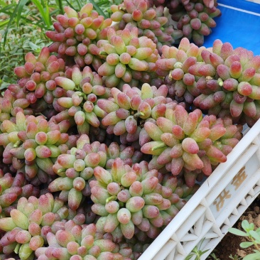 茉莉香葡萄大量上市葡萄基地品种多价格美丽