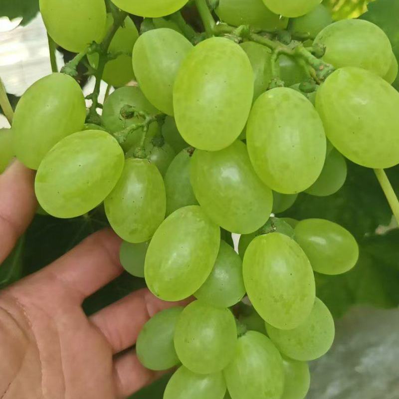 【精品】渭南维多利亚葡萄/物美价廉/维多利亚葡萄大量上市