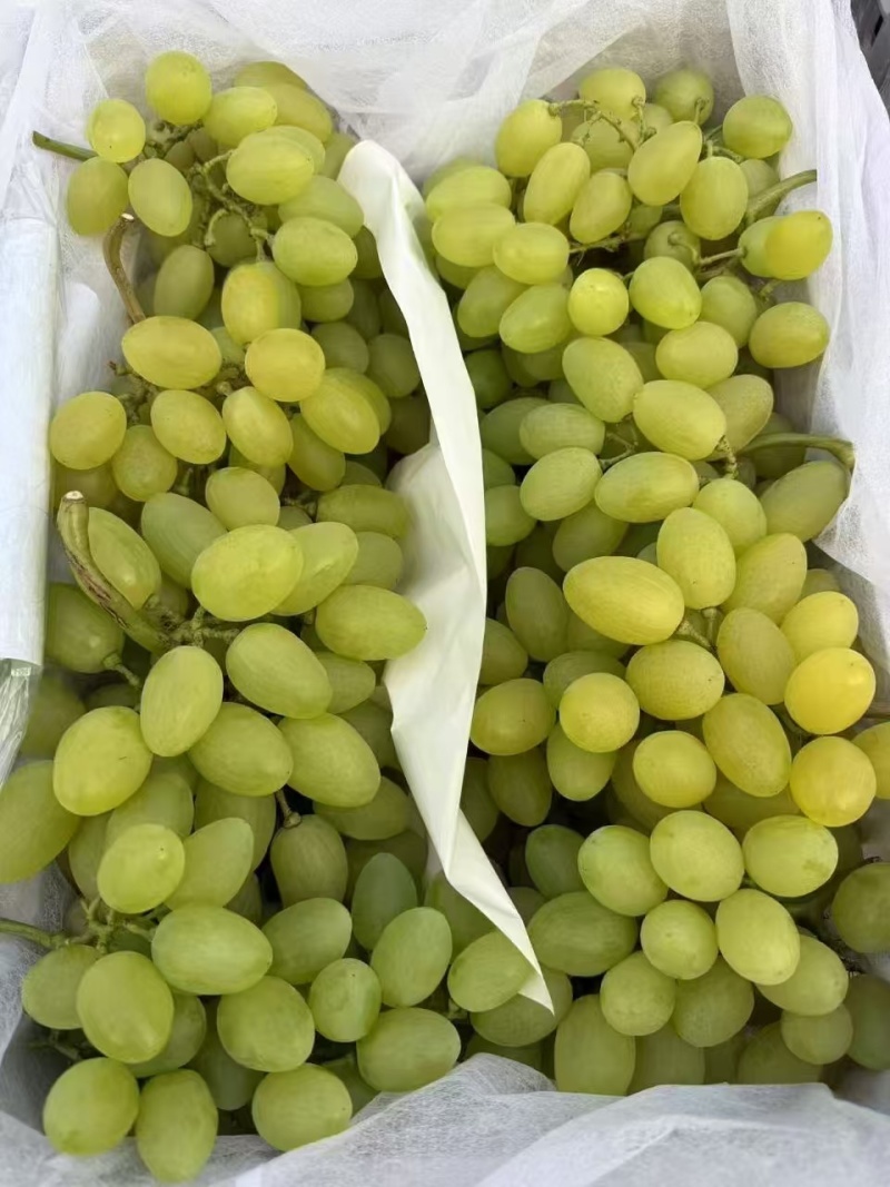 【精品】渭南维多利亚葡萄/物美价廉/维多利亚葡萄大量上市