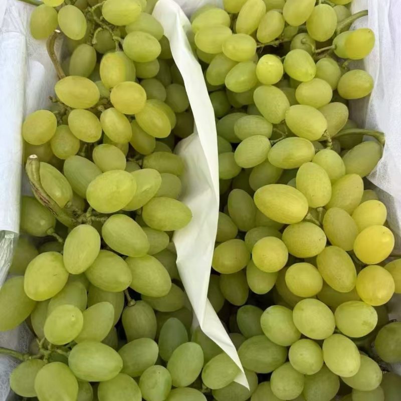 【精品】渭南维多利亚葡萄/物美价廉/维多利亚葡萄大量上市