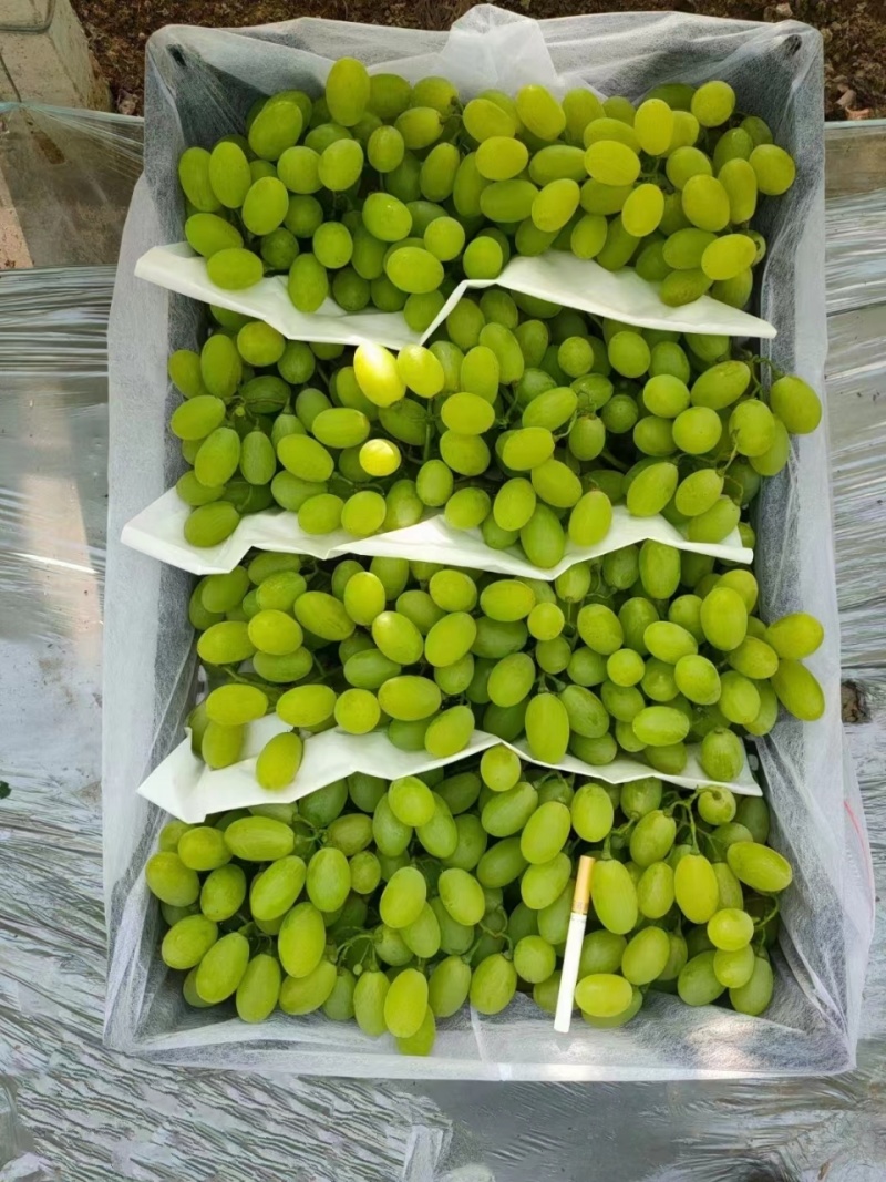 【精品】渭南维多利亚葡萄/物美价廉/维多利亚葡萄大量上市
