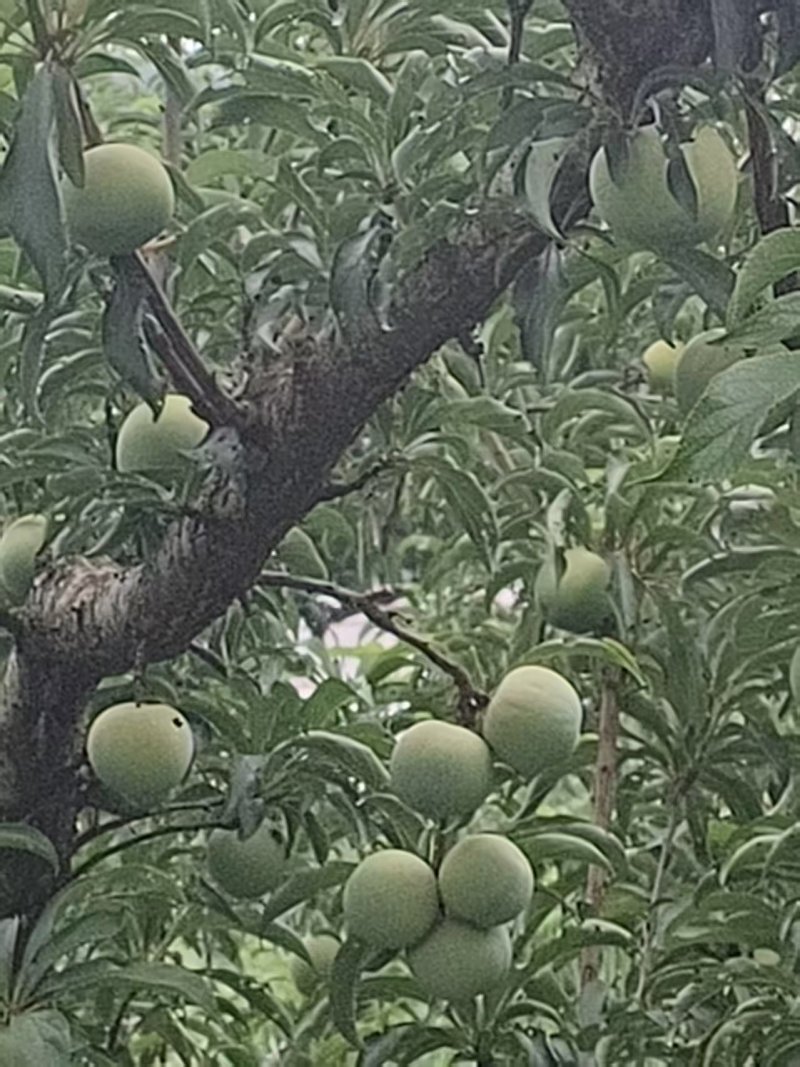 青脆李
