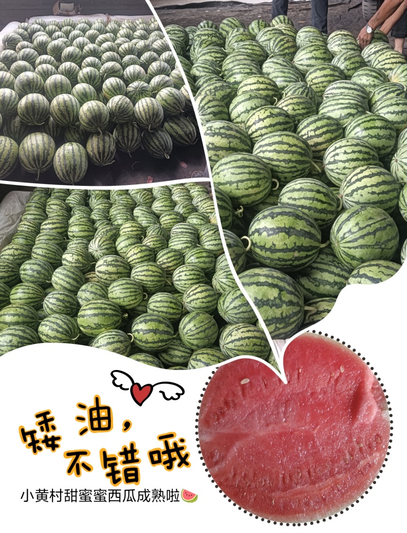 美都甜蜜蜜西瓜