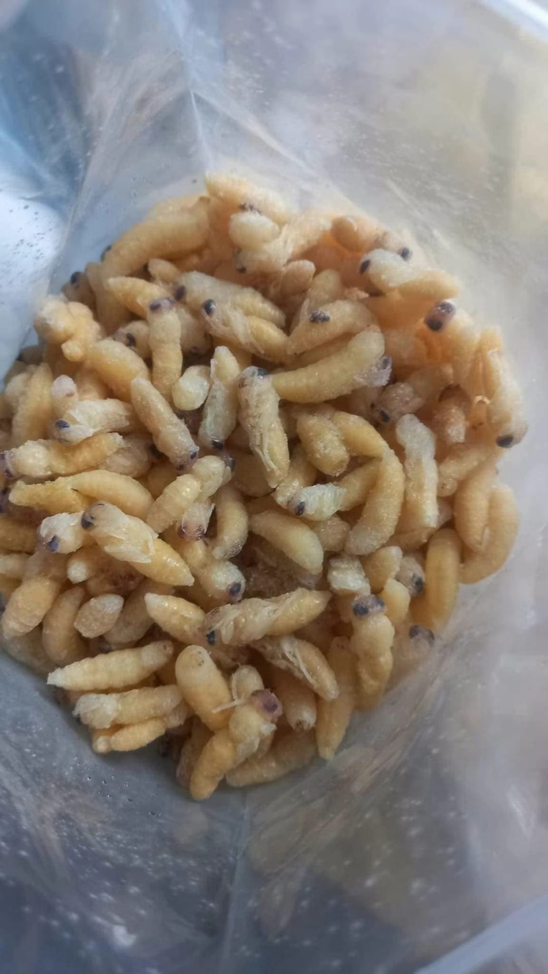 【高品质】蜂蛹专业供应严格品控保质量量大从优