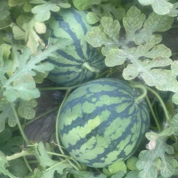 精品无籽美都，皮薄肉甜，量大从优