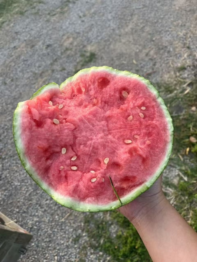 精品无籽美都，皮薄肉甜，量大从优