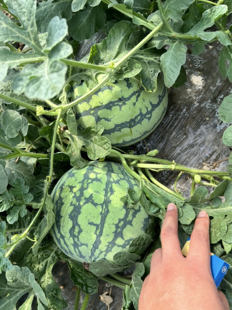 精品无籽美都，皮薄肉甜，量大从优